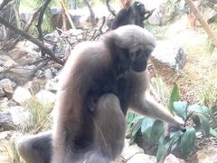 -红山森林动物园