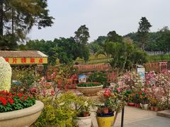 -松山湖梦幻百花洲