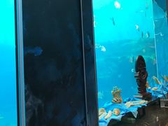 -瑞德姆美人鱼海底演艺主题餐厅(亚龙湾店)