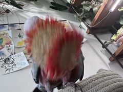 -吉丁鸟咖·异宠·寄养