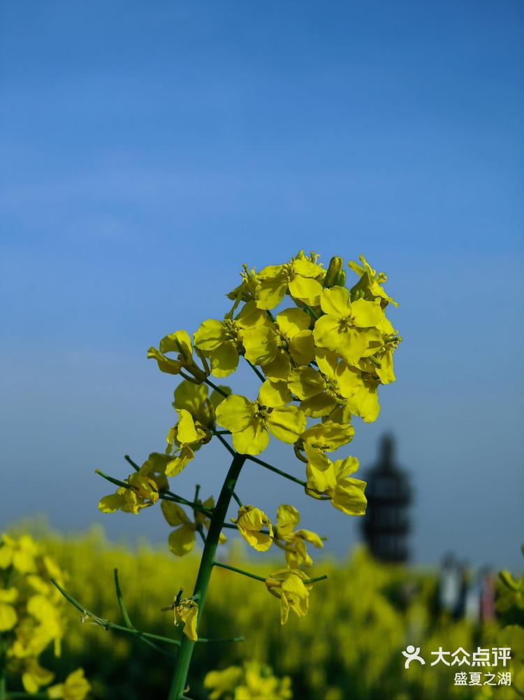 兴化千垛菜花儿童画图片