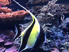 -西雅图水族馆