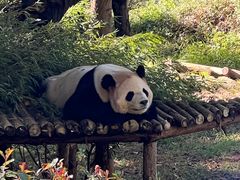 -云南野生动物园
