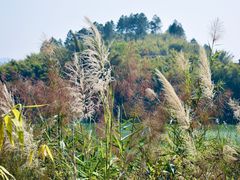-羚羊峡古栈道森林公园