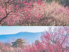 -梅花山(明孝陵内)