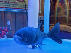 -解家河南菜(商鼎路店)