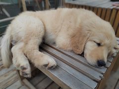 -趣多多宠物公园·宠物训犬学校·宠物寄养