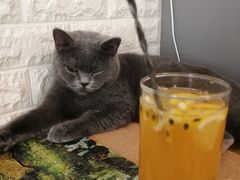 -平行世界·猫咖(首经贸店)