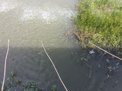 -同銮特种养殖场·龙虾垂钓