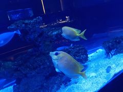 -上和臻品中国菜(花园街店)