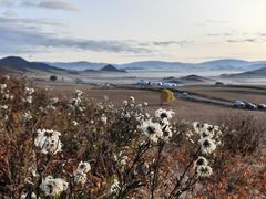 -乌兰布统景区-白桦林