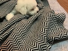 -FAELING PETS美天灵宠物(富力广场店)
