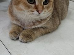 -瑞鹏宠物医院·微创内窥镜·骨外科·牙科(翠竹分院)