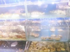 水产区-小船渔村•大连菜•大连焖鱼(明泽街店)