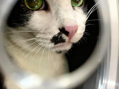 -御宝贝·A梦猫科宠物医院(国际猫友好医院)