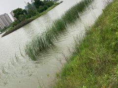 -金沙湖公园
