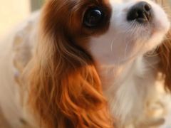 -萌宠之家·腊肠犬·马尔泰·小体犬舍