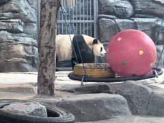 -武汉动物园