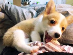 -翊宠yipet猫狗购宠庄园犬舍•猫舍