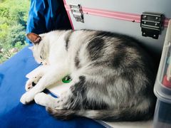 -爱妮康宠物医院·干细胞免疫细胞·肿瘤·心脏(张江店)