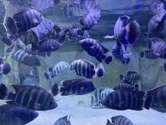 -蓬莱欧乐堡海洋极地世界