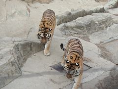 -大连森林动物园