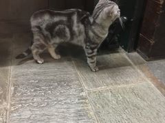 -猫咪博物馆(顶澳仔猫街店)