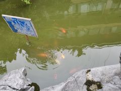 -老幺泉水鸡