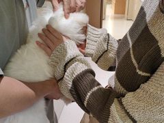 -帕帕拉兹宠物(亚洲旗舰店)