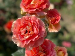 -鹅湖玫瑰文化园