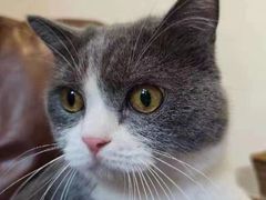 -佐罗家宠物馆·猫文化馆(紫霞路店)