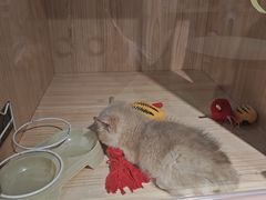 -爪爪喵星球·猫舍(卓悦中心店)
