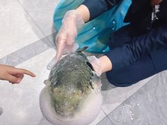 -鲐赏河豚(长寿店)
