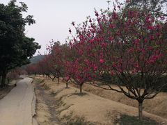 -南国桃园旅游度假区