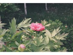 -平顶山博物馆
