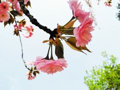 -西安青龙寺遗址景区