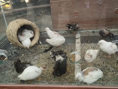 -南宫五洲植物乐园