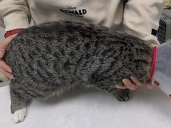 -中农国际动物医院24小时·猫科·骨科·急重症中心