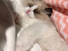 -喵zoo家庭繁育猫舍(尖东智能花园店)