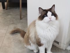 -FAELING PETS美天灵宠物(合生汇店)