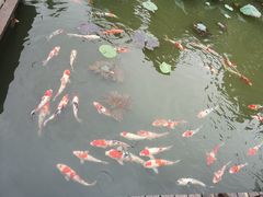 -鹅湖玫瑰文化园