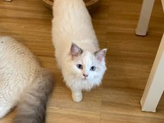 -滚猫咖啡·猫咖·猫友好撸猫(未来城店)