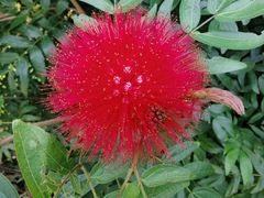 -中国科学院华南植物园