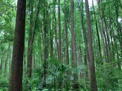 -上海共青森林公园