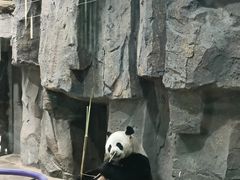 -栾川竹海野生动物园