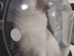 -奈斯宠物医院·核磁CT·异宠专科·内镜(中南店)