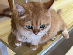 -藏猫猫咖啡主题馆(中央大道店)