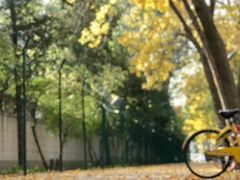 -三里屯东五街银杏大道