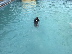 -爪吧宠物乐园 (温榆河示范区店)