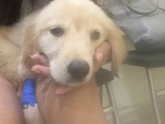 -米苏动物医院·犬猫专科·骨科外科内窥镜